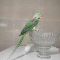 شاه طوطی نر دستی|پرنده|یزد, |دیوار