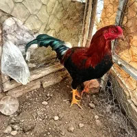 خروس ومرغ|حیوانات مزرعه|شیروان (خراسان), |دیوار