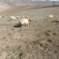 گوسفند|حیوانات مزرعه|انگوت, |دیوار