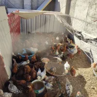 جوجه مرغ و خروس|حیوانات مزرعه|بومهن, |دیوار