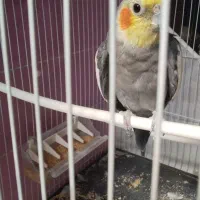 عروس هلندی نر سخنگو و دستی