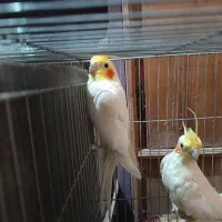 یک جفت عروس هلندی|پرنده|دلیجان, |دیوار