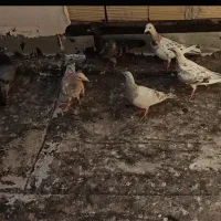 هفت رنگ ، هفت رنگ خطی