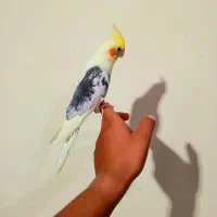 عروس هلندی لوتینو ابلغ البینو سینامون کاسکو ملنگو