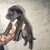 واگذاری توله سرابی