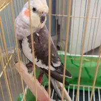 عروس هلندی نر
