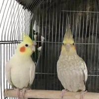 جفت عروس هلندی|پرنده|اصفهان, ارغوانیه|دیوار