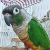 طوطی گیرینچیک سخنگو|پرنده|لنگرود, |دیوار