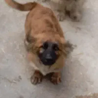 سگ پاکوتاه درباغملک