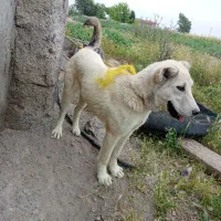 سگ ماده1میلیون پانصد