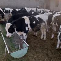 گوساله نر قطع شیر|حیوانات مزرعه|خنجین, |دیوار