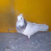 کفتر یا کبوتر طوقی|پرنده|مبارکه, |دیوار