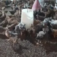 جوجه ۴۵روزه سالم واکسن خورده