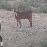 دوتا بز آبستن با بز کهره|حیوانات مزرعه|جیرفت, |دیوار