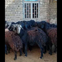 ۳۰ راس بره نر دشتی قره قزل