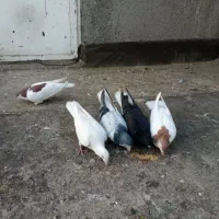 کبوترفروشی