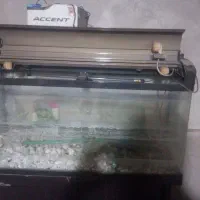 آکواریوم|ماهی|زارچ, |دیوار