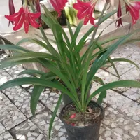 زیبا کده ی گل های طبیعی|حراج|نوشهر, |دیوار