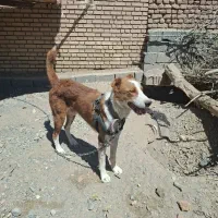 سگ گله و نگهبان|سگ|بیرجند, |دیوار
