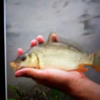 فروش بچه ماهی