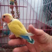 جوجه طوطی کوتوله برزیلی رنگ خاص