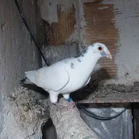 کبوتر|پرنده|چغادک, |دیوار