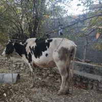 گاو دو رگه اسرائیلی با گوساله