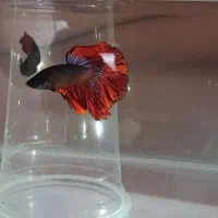 فروش فایتر هافمون نر وماده با کیفیت وتنوع بالا|ماهی|هشتگرد, هشتگرد قدیم|دیوار