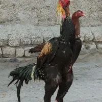 خروس لاری اوشامو اصیل حلقه پا با مرغ افغان