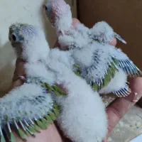 جوجه گرینچیک اناناسی رد|پرنده|مشهد, ادیب نیشابوری (شهرک غرب)|دیوار