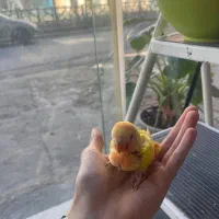 طوطی برزیلی|پرنده|محمودآباد, |دیوار