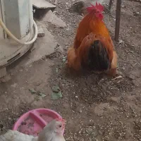 فروش