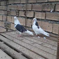 ابلغ