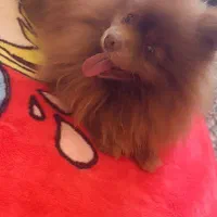 ماده پامرین خرسی