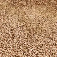 بذر سیب|حراج|مشهد, ابرغن|دیوار