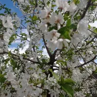 زمین-باغ-ویلایی-ناظریه
