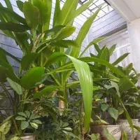 سهره. معاوضه با  جفت عروس هلندی  یا قناری