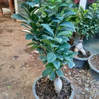 گل آپارتمانی|گل و گیاه طبیعی|بیرجند, |دیوار