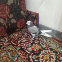 کبوتر|پرنده|آبدانان, |دیوار