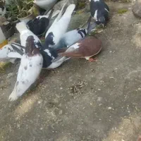 کفتر فروشی قیمت مناسب