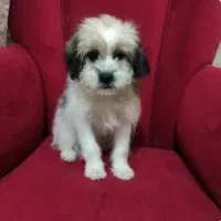 واگذاری توله شیتزو و اشپیتز|سگ|تهران, خرمشهر|دیوار