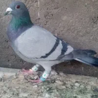 دانه 2500000|پرنده|تایباد, |دیوار