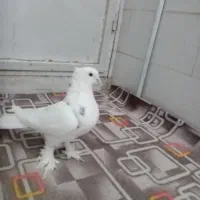 کفتر|پرنده|مهریز, |دیوار