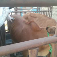 گوساله جرسی کور برای قصابی|حیوانات مزرعه|اهواز, اسلام آباد شرقی|دیوار