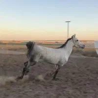 اسب|اسب و تجهیزات اسب‌سواری|قنوات, |دیوار