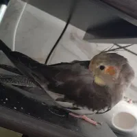 طوطی عروس هلندی گمشده|پرنده|بجنورد, |دیوار