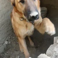 سگ خراسانی|سگ|شیروان (خراسان), |دیوار