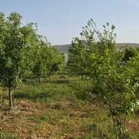 باغ-با-اب-و-برق-در-و-دیوار-دالین-نزدیک-به-جاده