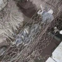 5عدد خرگوش نر و ماده