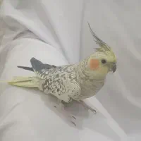 عروس هلندی ماده مست گلباقالی